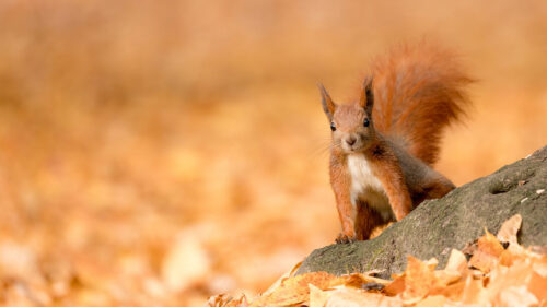 Squirrel, Animal, Brown HD Wallpapers Free Download