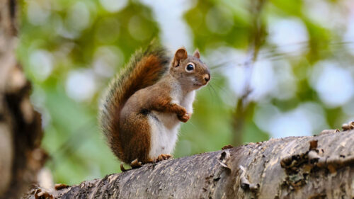 Squirrel, Animal, Glance HD Wallpapers Free Download