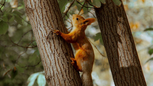 Squirrel, Tree, Animal HD Wallpapers Free Download (2)