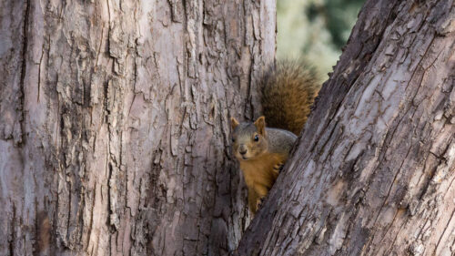 Squirrel, Tree, Animal HD Wallpapers Free Download