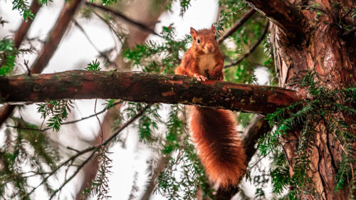 Squirrel, Tree, Branches HD Wallpapers Free Download