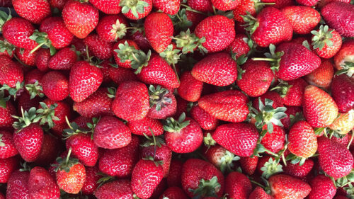 Strawberry, Berries, Red HD Wallpapers Free Download