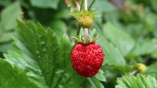 Strawberry, Berry, Macro HD Wallpapers Free Download