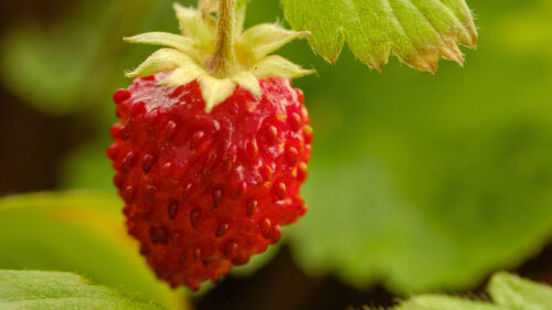 Strawberry, Berry, Red HD Wallpapers Free Download (2)