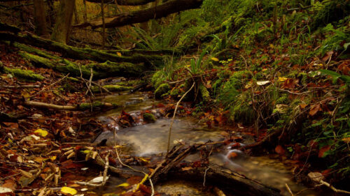 Stream, Forest, Autumn HD Wallpapers Free Download