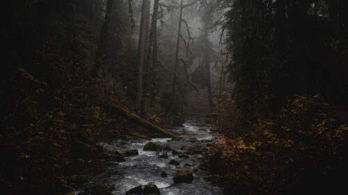 Stream, Forest, Fog, HD Wallpapers Free Download