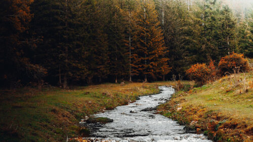 Stream, Forest, Trees HD Wallpapers Free Download (2)