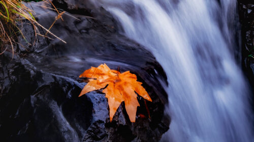 Stream, River, Leaf HD Wallpapers Free Download