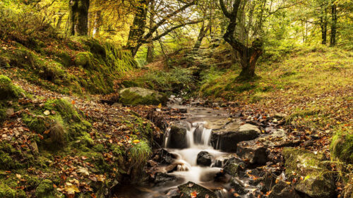 Stream, River, Trees HD Wallpapers Free Download