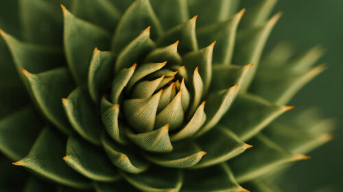 Succulent, Plant, Macro HD Wallpapers Free Download