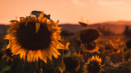 Sunflower, Flower, Bloom HD Wallpapers Free Download (2)
