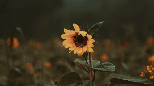 Sunflower, Flower, Bloom HD Wallpapers Free Download