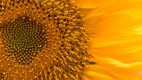 Sunflower, Flower, Macro HD Wallpapers Free Download