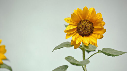 Sunflower, Flower, Yellow HD Wallpapers Free Download