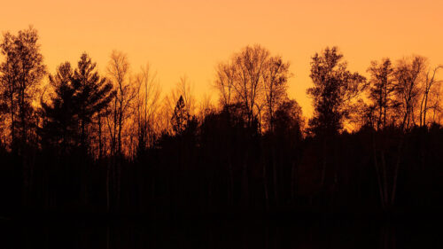 Sunset, Dusk, Trees HD Wallpapers Free Download