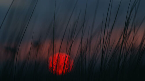 Sunset, Grass, Sun HD Wallpapers Free Download