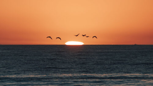 Sunset, Sea, Birds HD Wallpapers Free Download