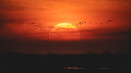 Sunset, Sun, Birds Wallpapers Free Download