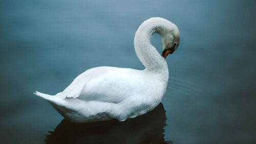 Swan, Bird, Water Wallpapers Free Download