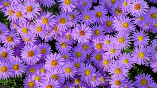 Symphiotrichum, Flowers, Bee Wallpapers Free Download