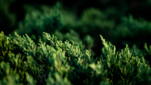 Thuja, Branches, Macro Wallpapers Free Download
