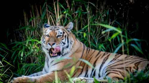 Tiger, Animal, Grasses Wallpapers Free Download