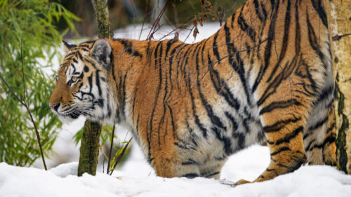Tiger, Animal, Predator Wallpapers Free Download