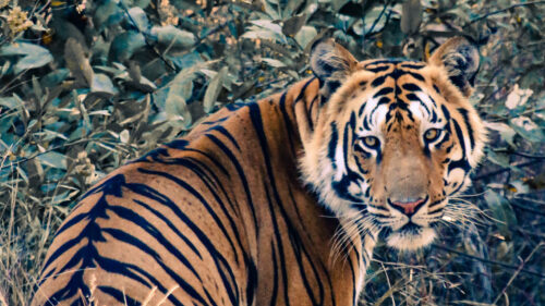 Tiger, Glance, Animal Wallpapers Free Download