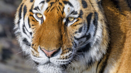 Tiger, Glance, Animals Wallpapers Free Download