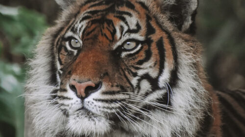 Tiger, Predator, Big, Cat Wallpapers Free Download