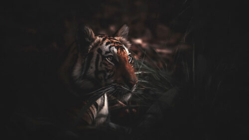 Tiger, Predator, Grass Wallpapers Free Download