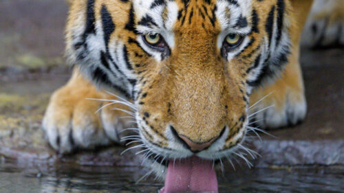 Tiger, Protruding, Tongue, Water Wallpapers Free Download