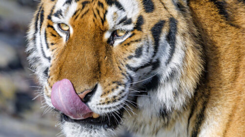 Tiger, Protruding, Tonguet, Animal Wallpapers Free Download