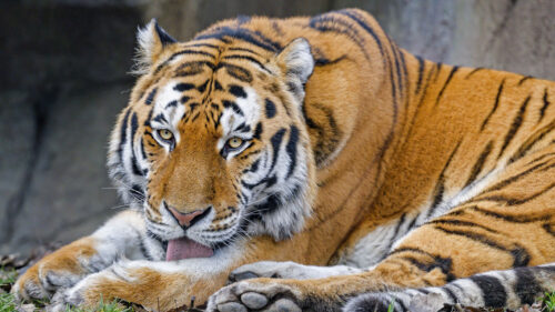 Tiger, Tongue, Sticking, Out, Animal Wallpapers Free Download