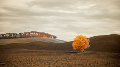 Tree, Autumn, Field Wallpapers Free Download