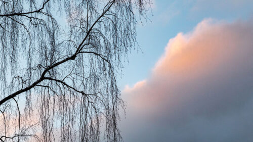 Tree, Branches, Clouds Wallpapers Free Download