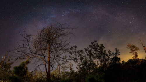 Tree, Branches, Night Wallpapers Free Download