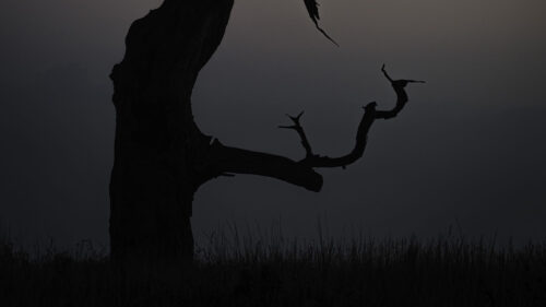 Tree, Dusk, Minimalism Wallpapers Free Download