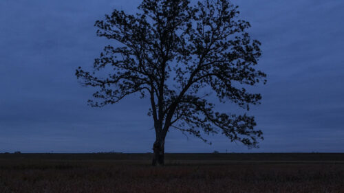 Tree, Field, Grass Wallpapers Free Download