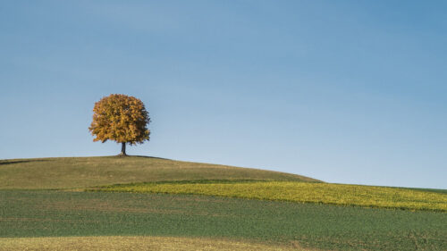 Tree, Field, Hills Wallpapers Free Download