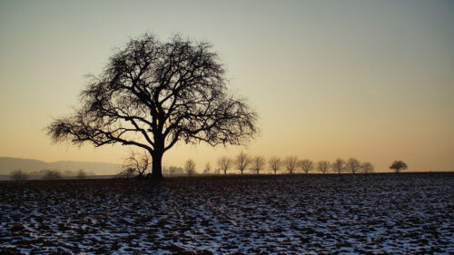 Tree, Field, Snow Wallpapers Free Download