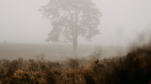 Tree, Fog, Field Wallpapers Free Download