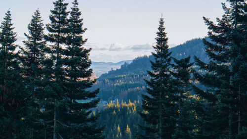 Tree, Forest, Mountains Wallpapers Free Download