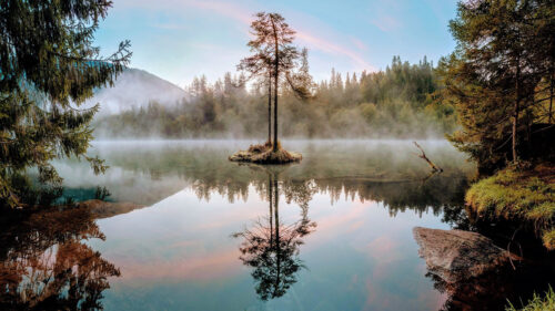 Tree, Lake, Branches Wallpapers Free Download