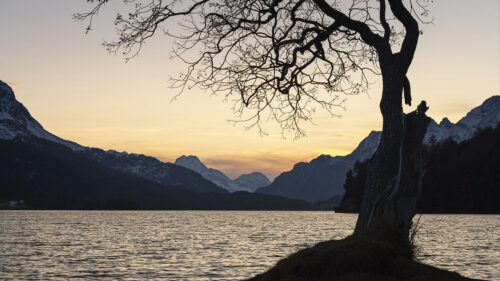 Tree, Lake, Mountains Wallpapers Free Download