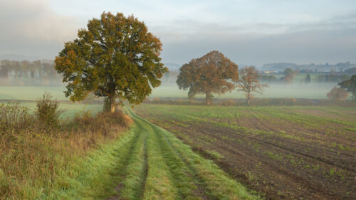 Tree, Road, Field Wallpapers Free Download