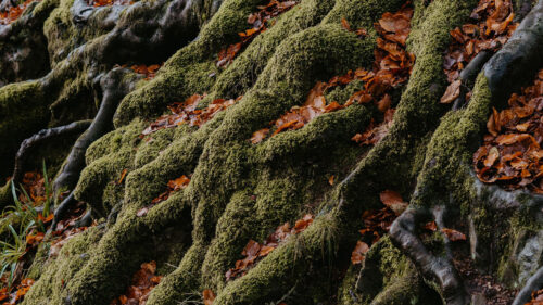 Tree, Roots, Moss Wallpapers Free Download