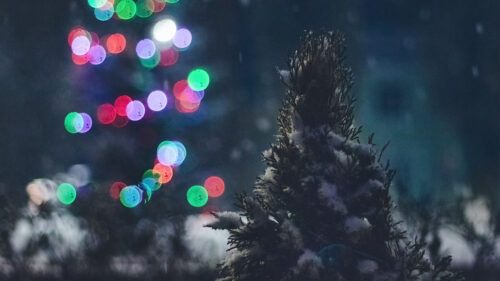 Tree, Snow, Lights Wallpapers Free Download