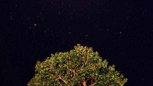 Tree, Starry, Sky, Night Wallpapers Free Download (2)