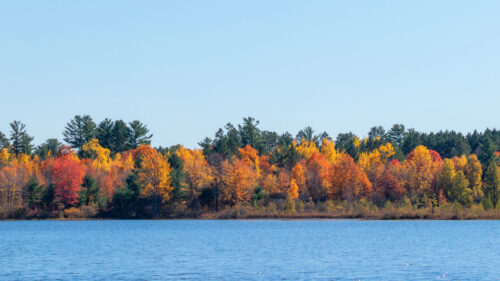 Trees, Autumn, River Wallpapers Free Download